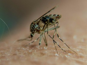 If people want to protect themselves from mosquito bites and diseases like west nile virus, they should wear insect repellant, long sleeves and long pants, experts say.