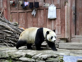 In this Thursday, May 31, 2018 photo, a giant panda wanders through a village in Wenchuan County in southwestern China's Sichuan province. A highly social giant panda out for a stroll has surprised and delighted residents of a town in the southwestern Chinese province of Sichuan. The panda was first spotted wandering among houses in Wenchuang County on Thursday, seemingly in search of food.  (Chinatopix via AP) ORG XMIT: XMAS801