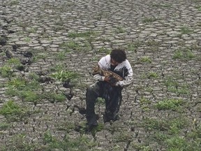 Fort Benton city crew member Joe Bauer rescues a fawn that was stuck in the sludge in a sewage drying bed on Wednesday, June 14, 2018, in Fort Benton, Mont. Bauer says Wednesday's rescue was a rewarding experience, but nobody wanted to be around him until he showered and changed his clothes. Residents who spotted the struggling fawn helped guide it back to its mother, avoiding the short-cut across the field of sludge. (Curt Wood via AP) ORG XMIT: LA403