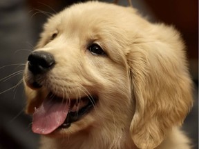 A golden retriever puppy named Gibbs attends a news conference at the American Kennel Club in New York, Wednesday, Jan. 30, 2013. The club announced their list of the most popular dog breeds in 2012 where the golden retriever remains one of the top five most popular dogs.