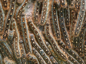 Forest tent caterpillars in Bells Corners in Ottawa Ontario Thursday June 15, 2017.