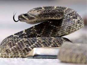 A sheep-derived antibody available as “CroFab” is highly effective when given within six hours of a snake bite, but it is expensive and adverse reactions can occur.