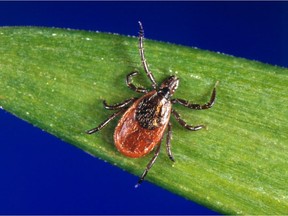 A blacklegged tick — also known as a deer tick. This is the only tick to transmit Lyme disease in Quebec, and most cases have been concentrated in the Eastern Townships and Montérégie.