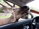 An elk pops into a visitor's car for a quick bite at Parc Omega in Montebello, which is about 11/2 drive from Montreal. 