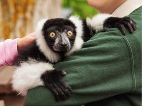 JC the lemur is shown in a photo from the Elmvale Jungle Zoo Facebook page.