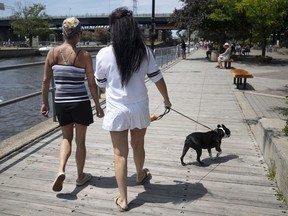 A woman walks her dog along the Ste-Anne-de-Bellevue boardwalk on Sunday. Dogs were recently banned from the boardwalk. The dog owner arrived by boat and was unaware of the new rules.