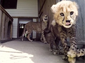 Four cheetah cubs were born at Parc Safari in Hemmingford, Que on May 3, 2018. (Courtesy Parc Safari)