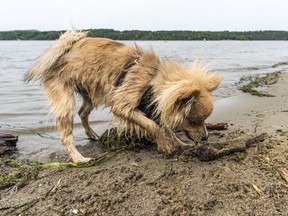 Until further notice, dogs will no longer be permitted at or around Sandy Beach in Hudson.