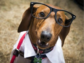 Wiener-paw-looza Ottawa 2018 took place in Carlington Park Saturday July 21, 2018. Asgard was dressed as Clark Kent and was a co-winner of the cutest costume.