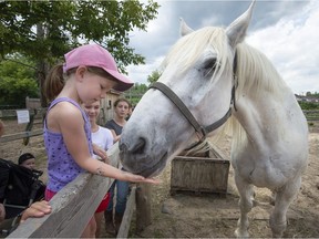 Samantha Lee of Kirkland gives a treat to one of the rescued horses at the annual open house of A Horse Tale in Vaudreuil-Dorion on Saturday.