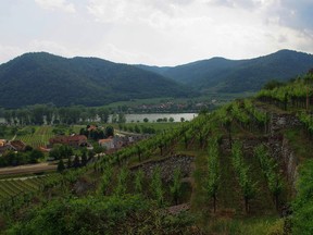 Grüner veltliner grows on the gentle hillsides of Austria’s Wachau region. As you move up in price, grüner tends to become less fruity.