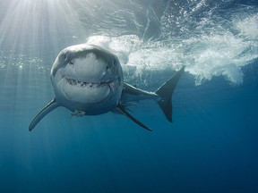 A great white shark seen in Isla Guadalupe, Mexico.