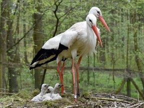 Four baby storks sit next to their parents in their nest on May 2, 2017 at the Eekholt wildlife park in Eekholt near Grossenaspe, northern Germany.