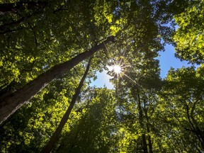 The greenery at the Summit Park on Mount Royal in Outremont, on Monday, July 9, 2018.