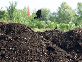 While the composting centre in St-Laurent is to be enclosed, Aéroports de Montréal is concerned about avoiding odours and waste that could attract gulls and other scavengers.