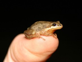 The western chorus frog, which averages around 2.5 cm long, is considered a threatened species in Quebec.
