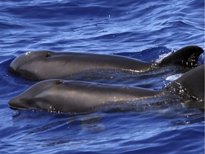 This Aug. 11, 2017, photo provided by Cascadia Research shows a hybrid between a melon-headed whale and a rough-toothed dolphin, in the foreground, swimming next to a melon-headed dolphin near Kauai, Hawaii. Scientists are touting the first sighting of the hybrid off Hawaii. It's also only the third confirmed instance of a wild-born hybrid between species in the Delphinidae family. (Kimberly A. Wood/Cascadia Research via AP) ORG XMIT: PDX201