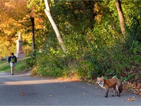 urban wildlife, coyotes, shared space, attacks, animals, montreal