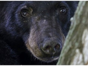 black bear, gall bladder, bile, traditional medicine