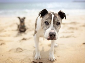 Hudson says the Sandy Beach ban applies to all dogs, whether owned by residents or visitors.
