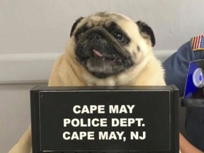 This photo provided by the Cape May N.J. Police Department shows "Bean" a pug dog being photographed at the Cape May Police Dept., in Cape May, N.J.   The dog is home after police in the New Jersey shore town posted its mugshot on social media. Cape May Patrolman Michael LeSage found Bean the pug in a yard on Sunday, July 15, 2018.   Police posted a photo of Bean on Facebook with the caption: "This is what happens when you run away from home." It took a few hours before Bean's owners tracked her down.  (Cape May N.J. Police Department via AP) ORG XMIT: NY109