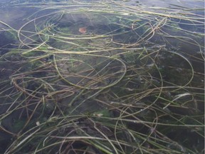 Eurasian watermilfoil: the plant is invading Quebec's lakes and rivers.