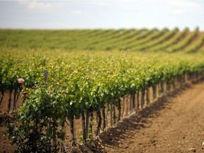The albariño grape's home is the northern tip of the Iberian Peninsula where it is grown both in Portugal and Spain.