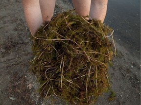 A handful of Eurasian watermilfoil that washed up on a beach in Eastern Ontario. The so-called zombie plant has also taken root in Quebec.