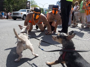 ChiChi (dog on left) and Ninja (dog on right) bark as they are confronted by participants in the Montreal Pride Parade on Aug. 19, 2018.