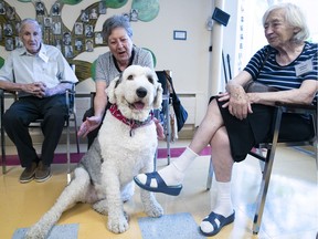 Bob Livingstone with his wife, Marilyn, and Frederika Neuman, far right, get  acquainted with Charlotte, an Old English sheepdog, as she visits with seniors in a drop-in program at the Côte-St-Luc Aquatic Centre on Monday Aug. 20, 2018.