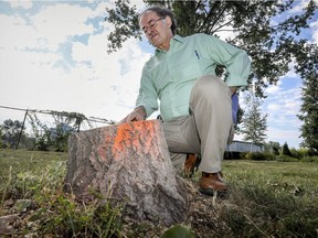 Richard Bourhis with the stump of a newly cut tree on the north side of the Lachine Canal.
