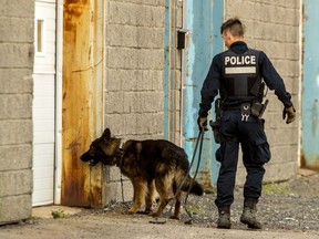 A police sniffer dog investigates a crime scene in Montreal.