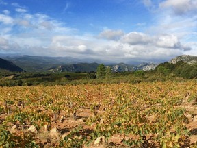 France's Roussillon region is home to hectares upon hectares of old grenache and carignan vineyards.