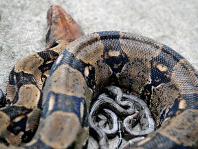 "Eva", a more than two meters long boa constrictor, protects some of its thirty-one offsprings, three days after birth on June 4, 2008 at the National Biodiversity Institute (INBIO) park in Santo Domingo de Heredia, some 30 km north of San Jose. According to INBIO biologists, this are the first boas to be born in captivity inside their complex.   AFP PHOTO/Yuri Cortez     MORE AVAILABLE IN IMAGE FORUM