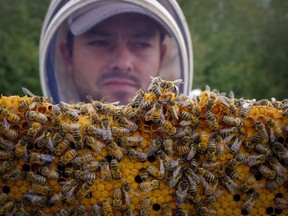 Beekeeper Kevin Nixon with some of his honey bees near Innisfail, Alta., on September 1, 2016. The nicotine-based pesticides scientists have linked to a rising number of honey bee deaths will be phased out of use in Canada over a three year period starting in 2021. Sources close to the decision confirmed to