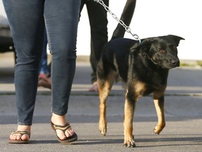 Montreal "will continue to push not to target a particular type of animal," Mayor Valérie Plante says, "but to target owners." dog attack, montreal north