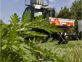 Pincourt released an update on its ongoing crackdown on ragweed in its territory.