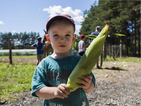 Jake O'Brady with an ear of corn that he picked at Quinn Farm on Île Perrot on Aug. 10, 2018. Farmers are suffering hardships due to the dry, hot summer.