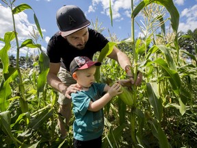 Jake O'Brady and his dad Sean pick corn at Quinn Farm on Île-Perrot on Friday, August 10, 2018. The weather has improved conditions for Quebec farms in August, but many farmers will still need financial compensation after being hit hard by the summer's prolonged heat waves.