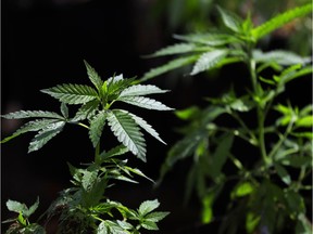 A marijuana plant awaits transplanting.