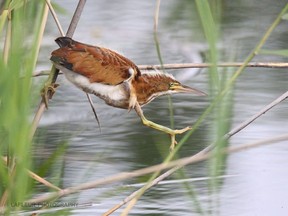 The Least Bittern, one of the smallest herons in the world and a species at risk, has been spotted in swampland just north of the Trudeau International Airport. Birders want the area protected from development.