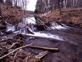 A beaver dam at Frontenac provincial in Ontario.