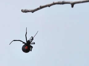 If it makes you feel any better, one of the areas with the largest predicted distribution increase of the spiders is in Ontario.