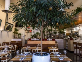 The tree in the centre of Lavanderia’s dining room is large enough to remind you of eating outdoors in the tropics.