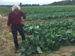 David Suzuki checks out cabbage crop nurtured by the D3-Pierres farm in Senneville for the award-winning Cultiver l'Espoir project.