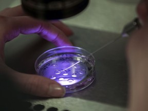 An embryologist works on embryo at a fertility clinic.