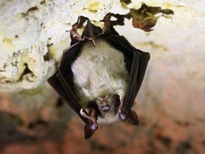 A bat hangs from the roof of a cave in Mikulov, Czech Republic.