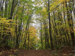 A group of citizens wants the town to preserve a four-hectare wooded area in Pincourt from being cleared for a new housing project .