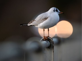 A seagull sits on a balustrade on January 18, 2014 in Meersburg, southern Germany.        AFP PHOTO / DPA / FELIX KAESTLE / GERMANY OUTFELIX KAESTLE/AFP/Getty Images