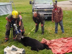 In this Sept. 7, 2018, photo provided by Dawn Knutson, rescue personnel use the Jaws of Life to free a black bear after its head became stuck inside a 10-gallon milk can near Roseau, Minn. (Dawn Knutson via AP) ORG XMIT: CER107